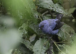 Blue-and-black Tanager