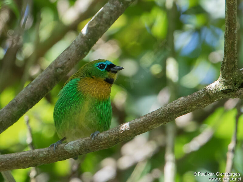 Brassy-breasted Tanager