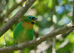 Brassy-breasted Tanager