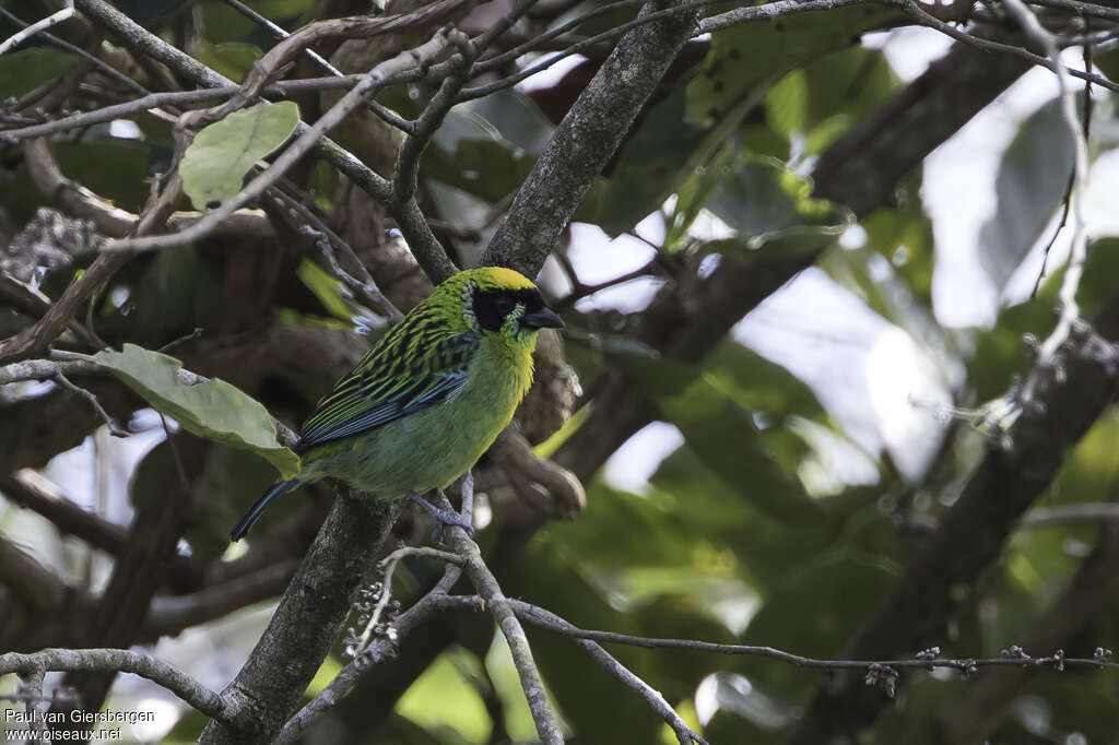 Green-and-gold Tanager male adult, identification