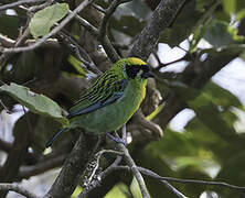 Green-and-gold Tanager