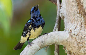 Turquoise Tanager