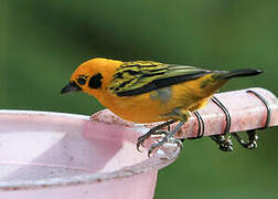 Golden Tanager