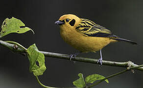 Golden Tanager