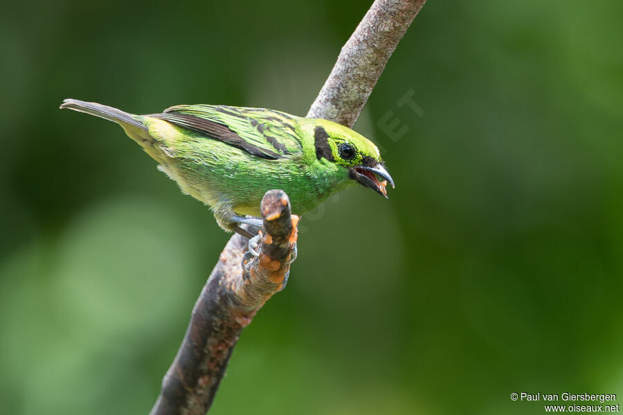 Emerald Tanageradult