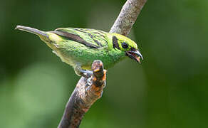 Emerald Tanager