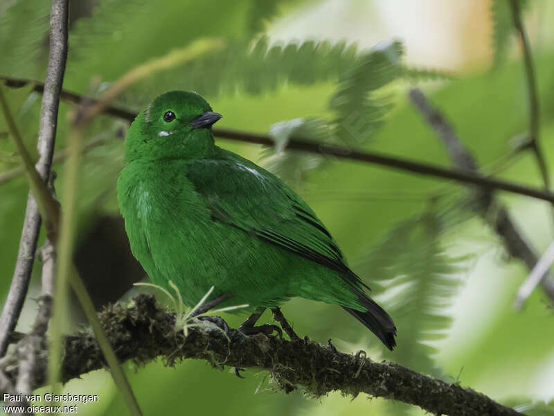 Glistening-green Tanageradult, habitat, pigmentation