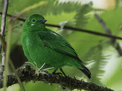 Glistening-green Tanager