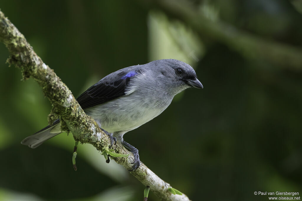 Plain-colored Tanageradult