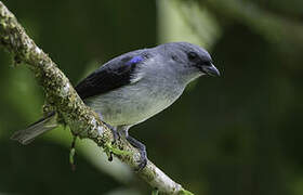 Plain-colored Tanager