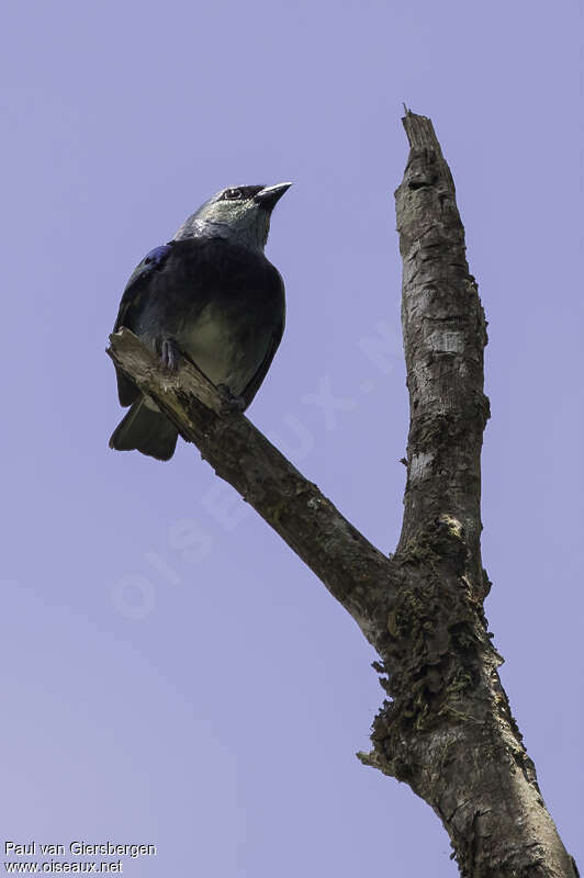 Masked Tanageradult, close-up portrait