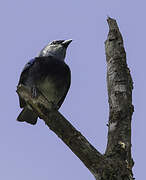 Masked Tanager