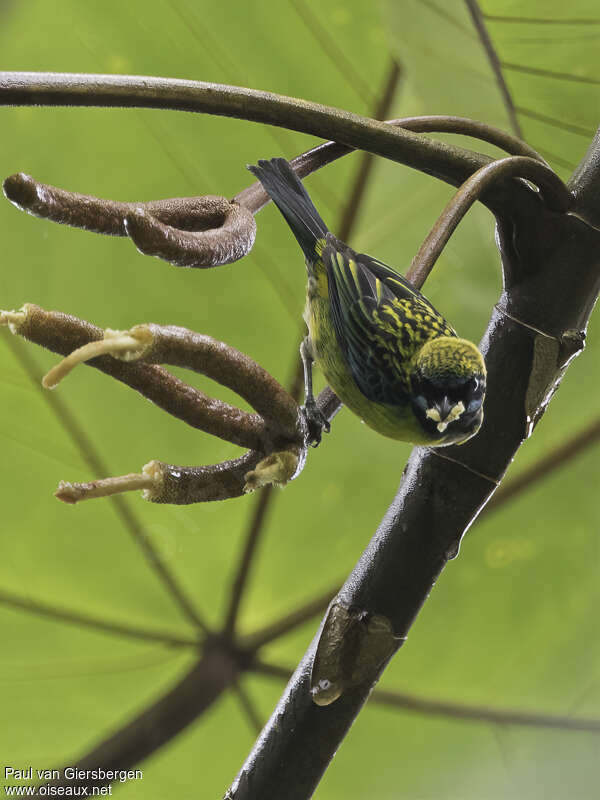 Blue-whiskered Tanageradult, identification