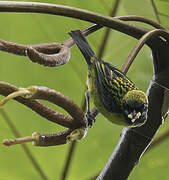 Blue-whiskered Tanager