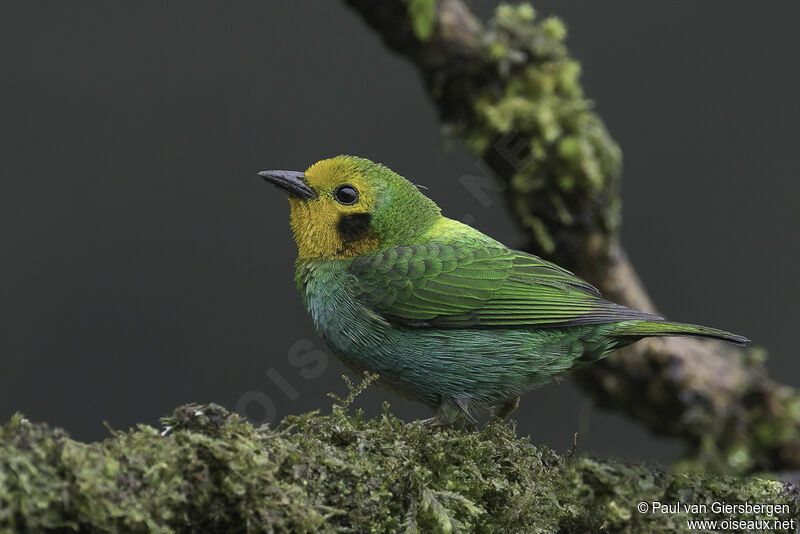 Multicolored Tanager female adult
