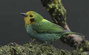 Multicolored Tanager