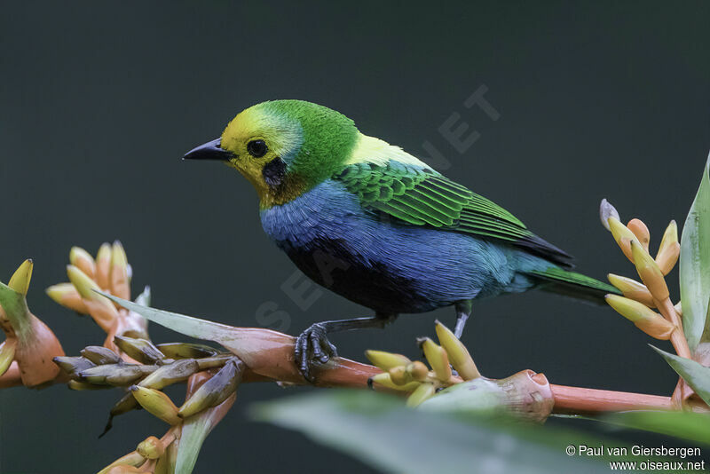 Multicolored Tanager male adult