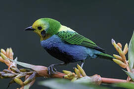 Multicolored Tanager