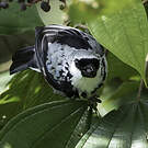 Calliste or-gris