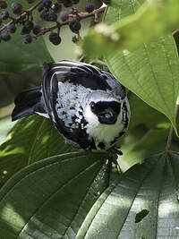 Calliste or-gris