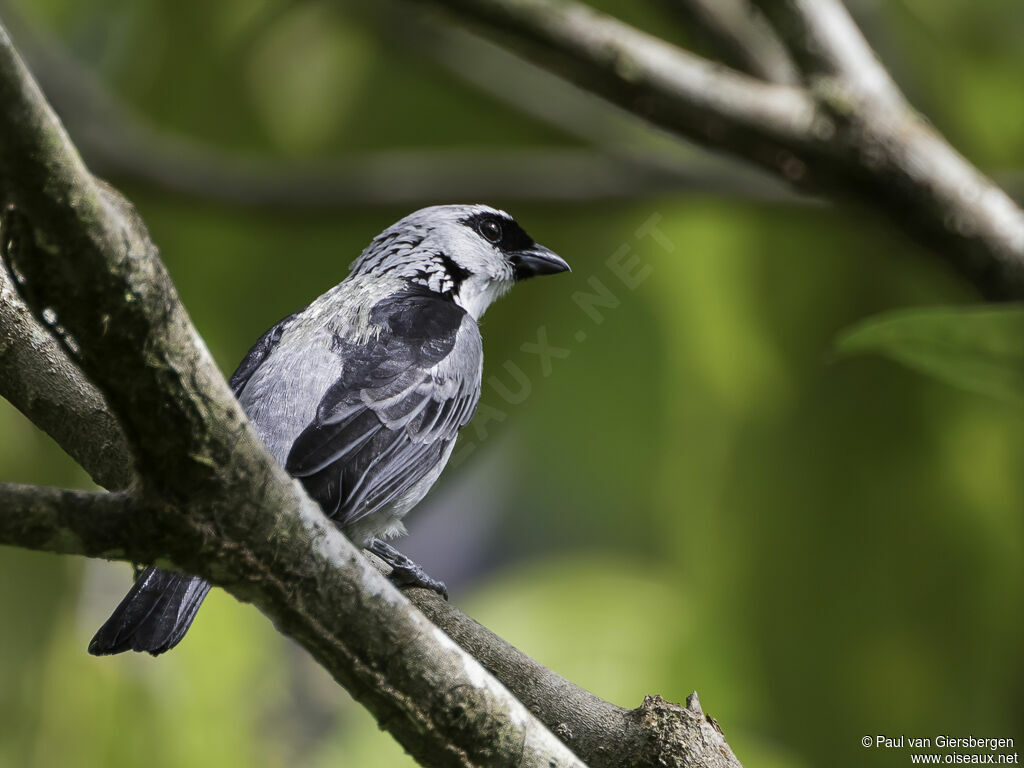 Grey-and-gold Tanageradult