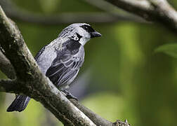 Grey-and-gold Tanager