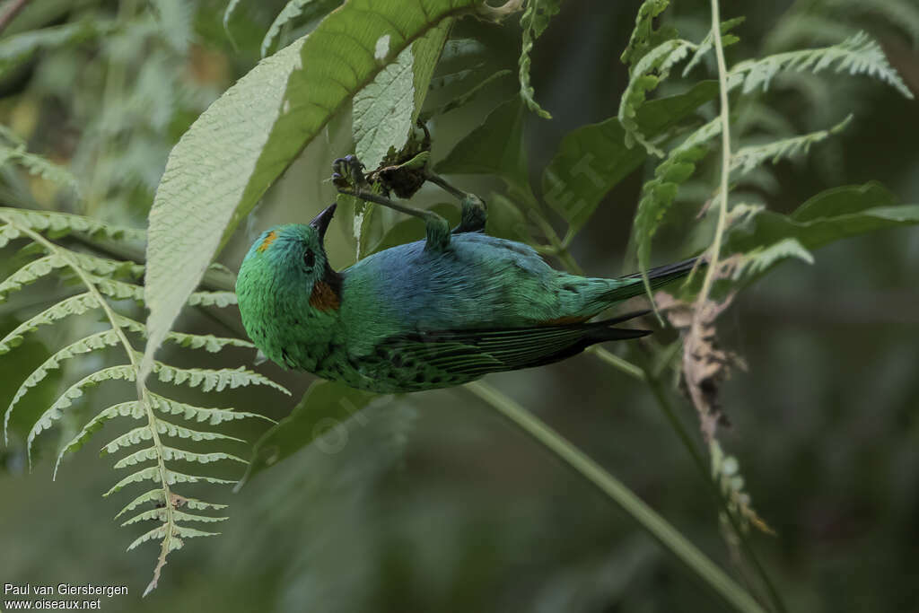 Calliste oreillardadulte, identification