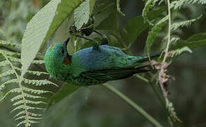 Orange-eared Tanager