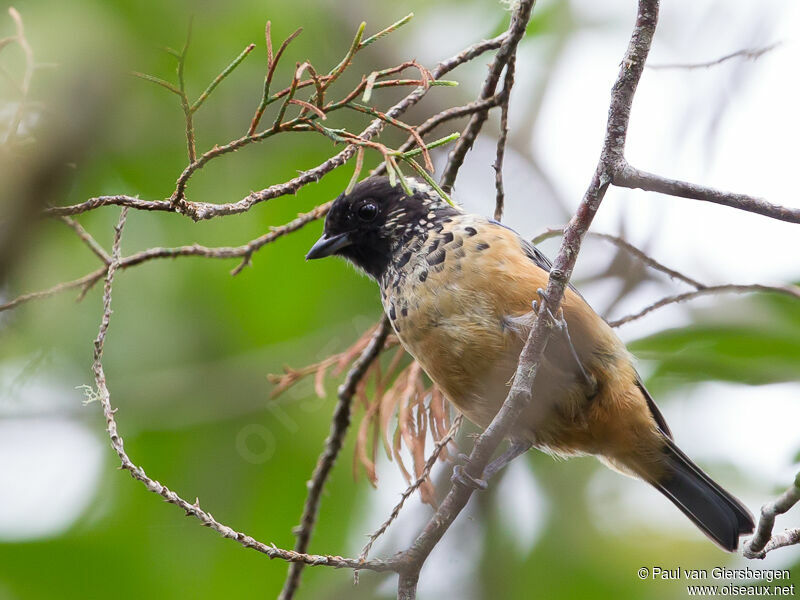 Spangle-cheeked Tanageradult