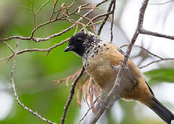 Spangle-cheeked Tanager