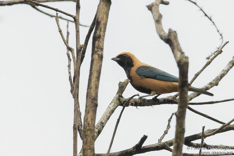 Burnished-buff Tanager male adult