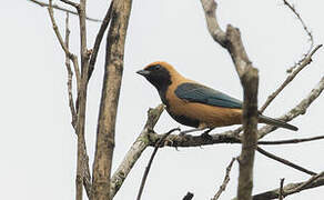 Burnished-buff Tanager