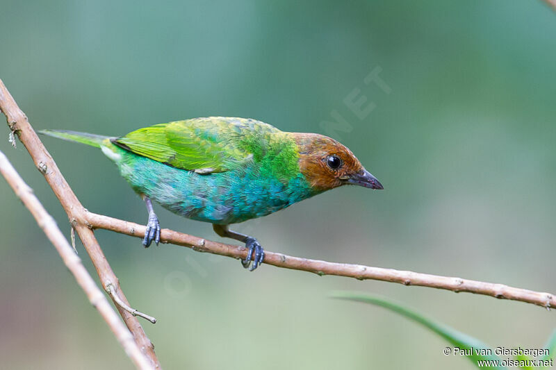 Bay-headed Tanager