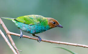 Bay-headed Tanager