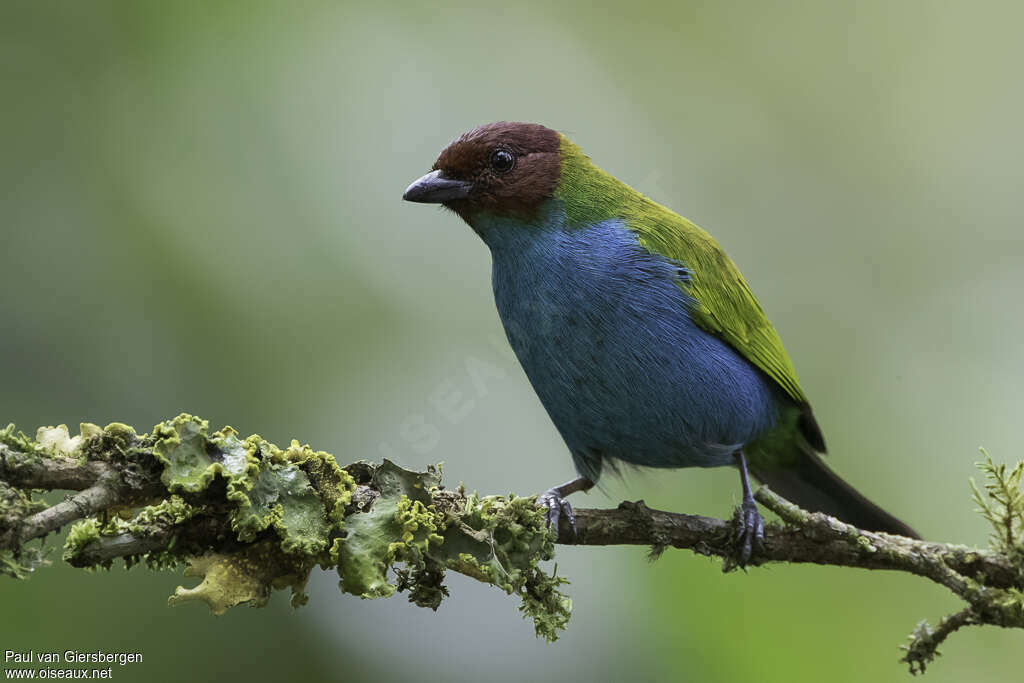 Bay-headed Tanageradult, identification