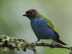 Bay-headed Tanager