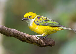 Silver-throated Tanager