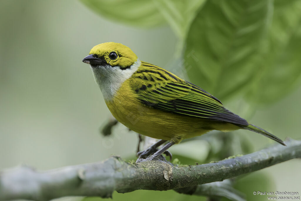 Silver-throated Tanageradult