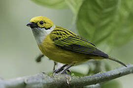 Silver-throated Tanager