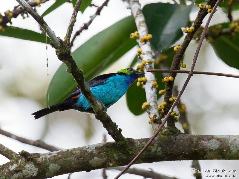 Paradise Tanager