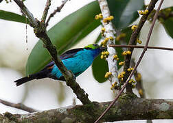 Paradise Tanager