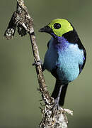 Paradise Tanager