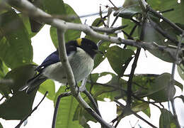 Golden-collared Honeycreeper