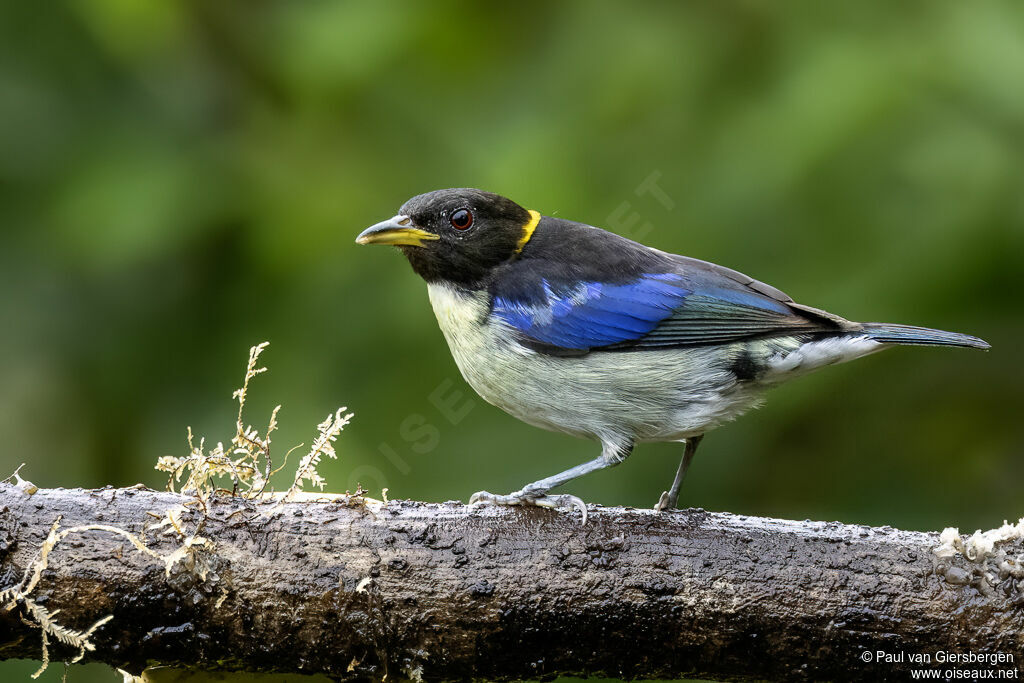 Golden-collared Honeycreeper male adult