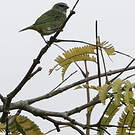 Calliste syacou