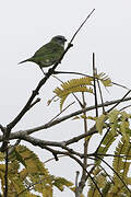 Spotted Tanager