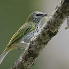 Calliste syacou