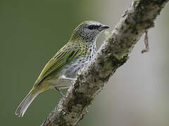 Spotted Tanager