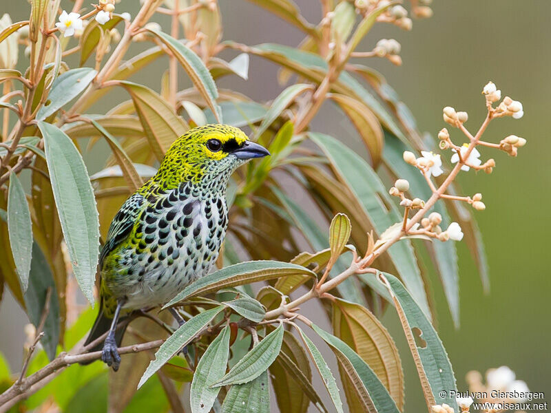 Speckled Tanager