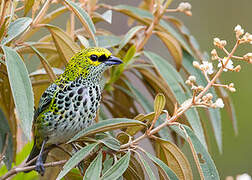 Speckled Tanager